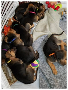 Poultney Veterinary Hospital, Poultney,VT