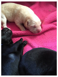 Poultney Veterinary Hospital, Poultney,VT